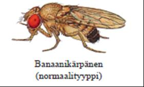 c) Tautigeenin jäljittämistä varten tuotetaan kyseiselle taudille spesifinen geenikoetin. Geenikoetin on yksijuosteinen ja leimattu (radioaktiivinen, värjätty tai fluoresoiva).