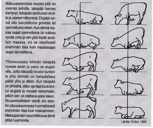 21 mahdollistamiseksi märehtivä nauta makaa harvoin ja vain lyhyitä aikoja täydellisesti kyljellään, mutta oikoo usein jalkojaan. (Holmström, M.-H. 2002.