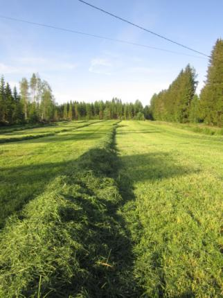 47 säksi säilörehunurmilta tulee säilöntäaine ja muovi kustannuksia. Näitä ei laidunnurmelta tule. Laidunnurmessa kustannuksia syntyy aitaamisesta, puhdistusniitoista ja muista laidunkauden töistä.