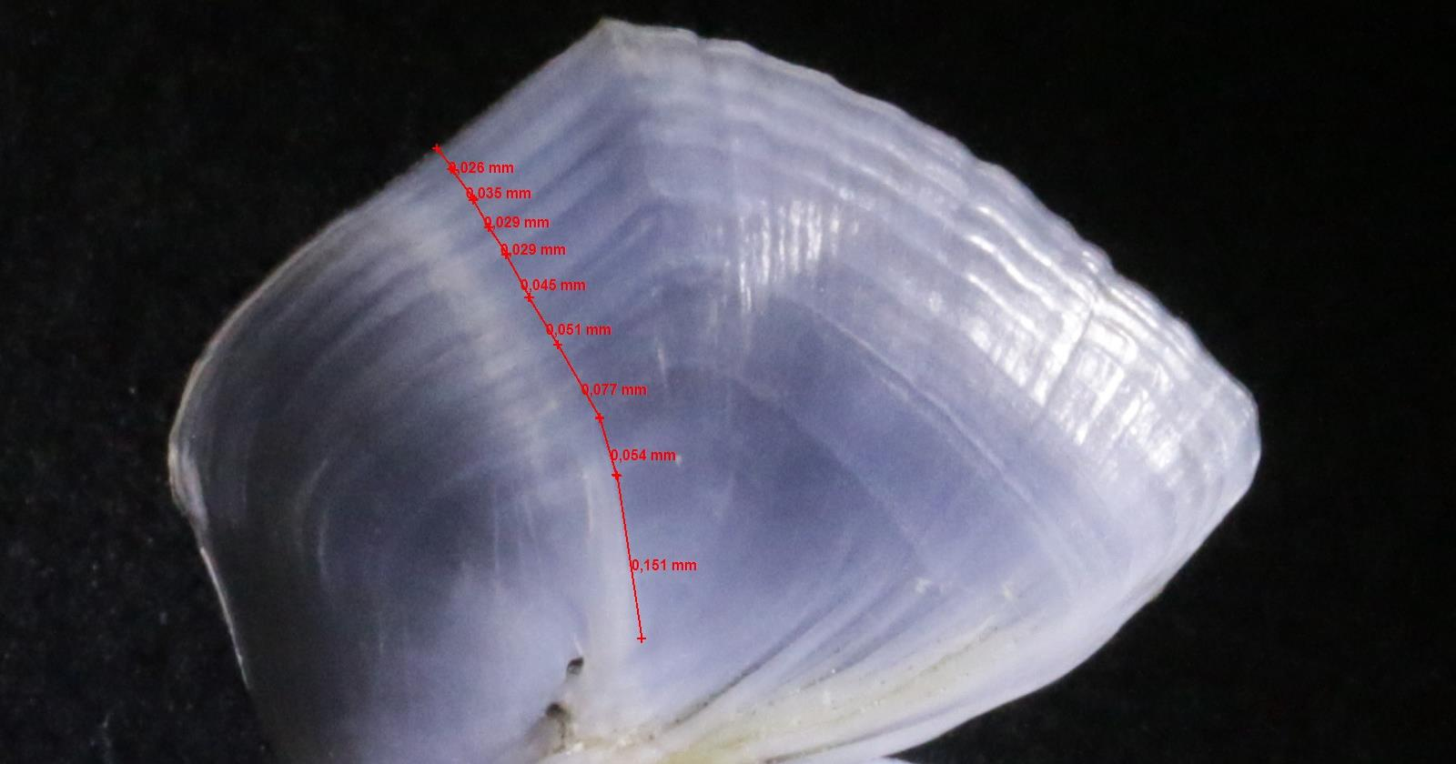Kuva 11. Siian operculum (yksi kiduskannen luista), josta kasvuvyöhykkeet erottuvat tässä kuvassa vaaleina vyöhykkeinä ja talvikaudet tummina. Mitat ovat suhteellisia.