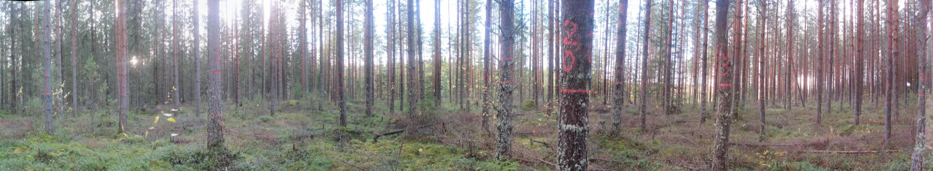 Metsän mittaussovellutuksia Esimerkkejä Argone Oy:n julkisista metsän mittaussovellutuksista Lisätietoja: Argone Oy mikko.miettinen@argone.