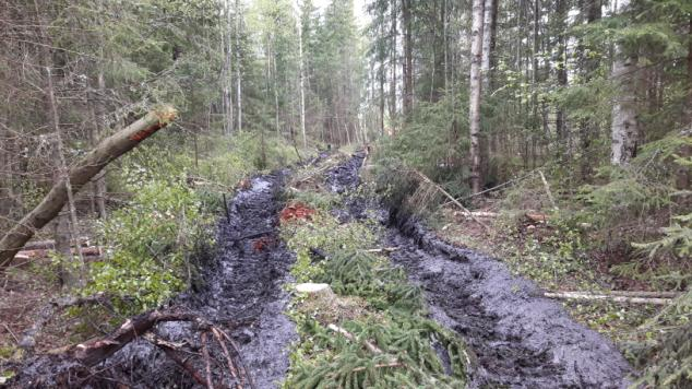 Metsän mittaussovellutuksia Esimerkkejä Argone Oy:n julkisista metsän