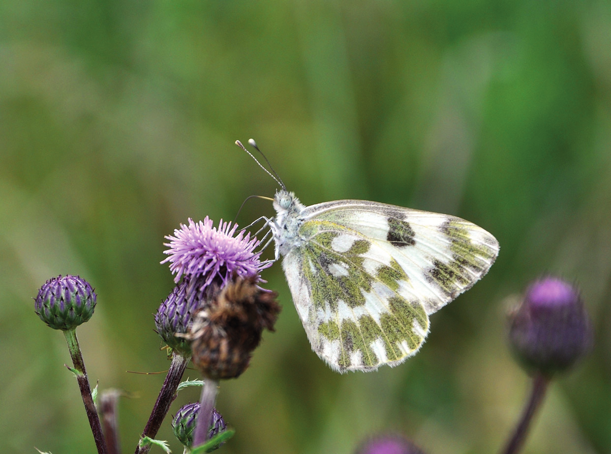 Maatalousympäristön päiväperhosseurannan vuoden 2010 tulokset Janne Heliölä, Mikko Kuussaari & Iris Niininen Suomen ympäristökeskus TIMO LEHTO Sinappiperhosen (Pieris daplidice) vaellus loppukesällä