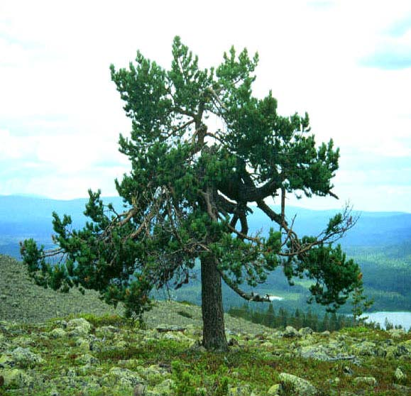 Puiden ajantieto Puut reagoivat herkästi kasvuympäristössä tapahtuviin muutoksiin, joiden aiheuttajina ovat esimerkiksi ilmasto, hakkuut, lannoitukset, metsäpalot, hyönteistuhot, saasteet, myrskyt,