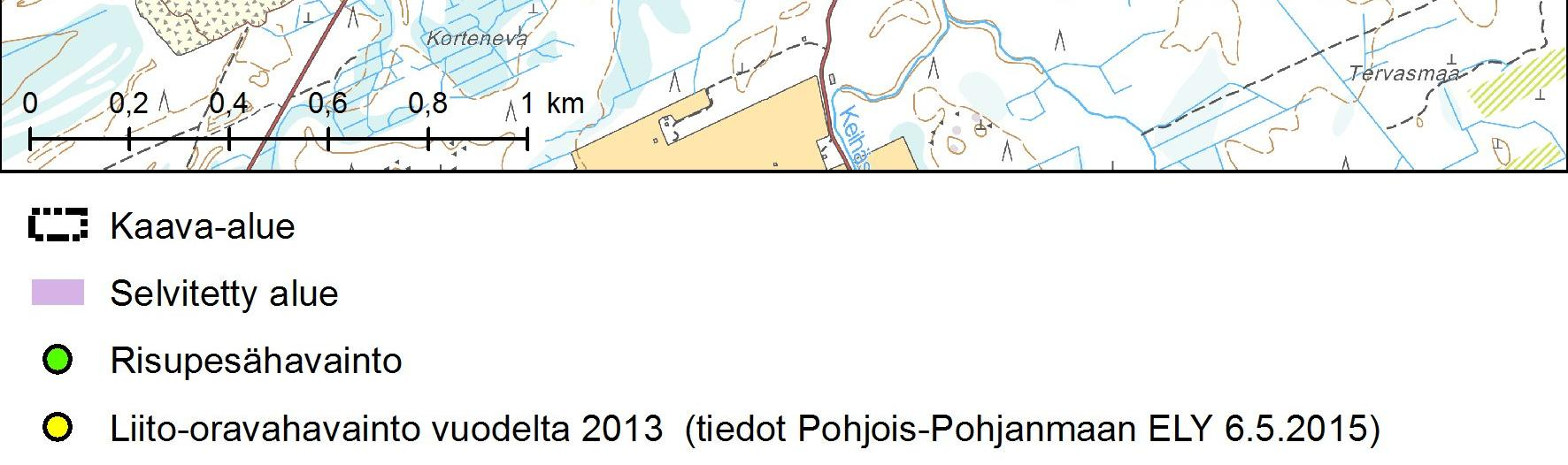 Kartoituksessa tarkistettiin liito-oravalle potentiaalisten kuusien, koivujen ja haapojen tyvet mahdollisten papanoiden