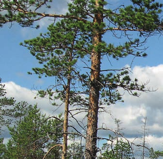 Uusi metsälaki astui voimaan vuoden 2014 alusta Kitumaa, luonnontilainen suo (10 kohde).