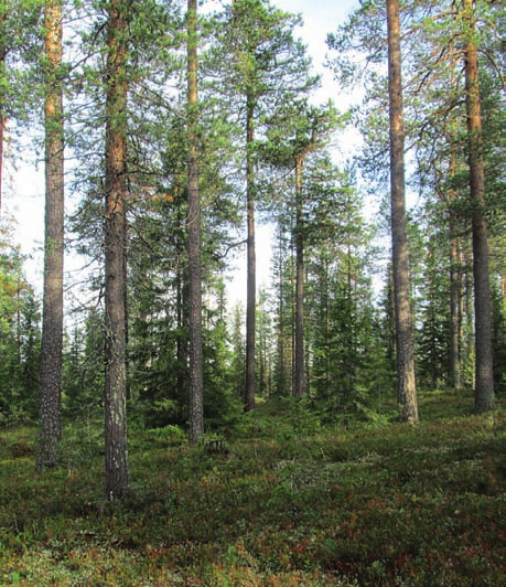 Metsäsuunnitelma ja Suometsänhoito palvelut nyt meiltä Rovaniemen mhy on tehnyt ojitussuunnitelmia ja tilakohtaisia metsäsuunnitelmia syksystä 2012 lähtien. Näiden palvelujen kysyntä on ollut hyvää.