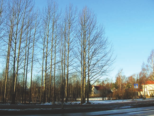 41. HUHTAPUISTO Niitystä ja metsäsaarekkeesta muodostuva puisto sijaitsee Kotinummentien varrella asuinrakennusten ympäröimänä.