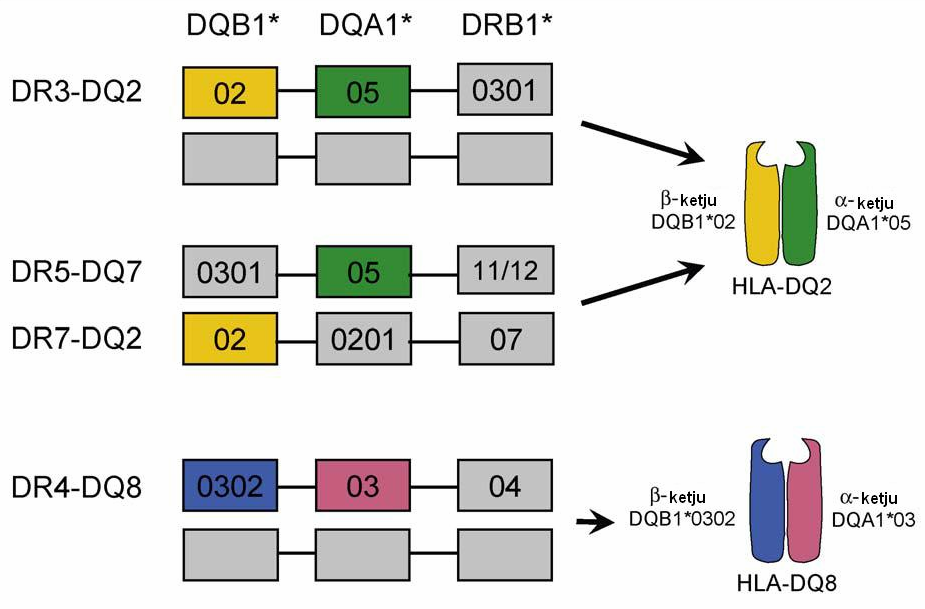 DQB1*0302, jotka koodaavat molekyyliä DQ8. (Caillat-Zucman, 2008; Louka & Sollid, 2003.) (Kuva 2.4.