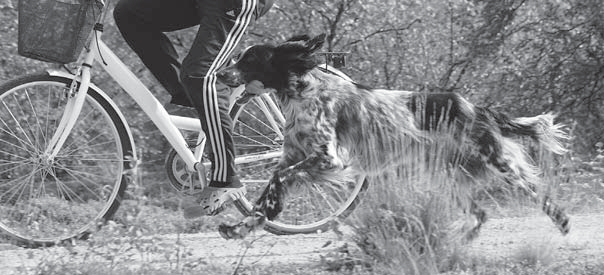 korkealle. Hankalan tästä matalasykkeisestä harjoituksesta tekee se seikka, että koiralla on usein intoa juosta esimerkiksi pyöräillessä liian kovaa.