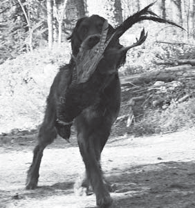 Takkatulen lämmössä oli iltapalaksi mukava paistaa makkaraa ja tutustua toisiin gordonijaoksen jäseniin.