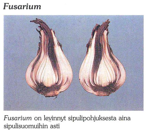 Taudit Fusarium oxysporum sp.