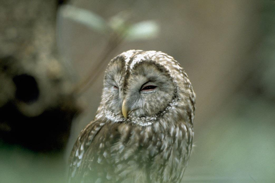 Viirupöllö (Strix uralensis) Viirupöllö on pääasiassa pohjoisessa Euraasiassa asuva peto- ja paikkalintu. Lajia esiintyy lähes koko maassa, erityisesti Eteläja Keski- Suomessa.