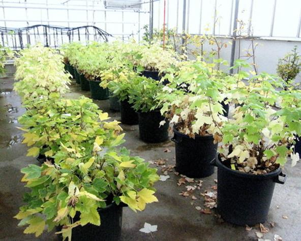 Kuva 1. Mustaherukoiden (Ribes nigrum) ydinkasveja Laukaalla lokakuussa 2012.