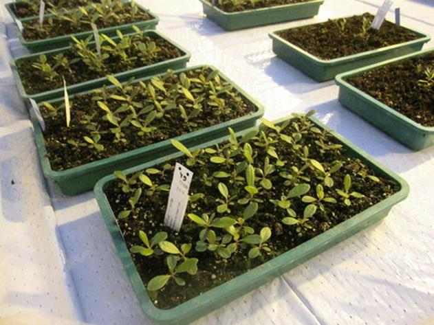 Verrattaessa aitokastanjan (Castanea sativa) pistokas- ja mikrolisäystä toisiinsa voitiin todeta, että kesäpistokkaista lisättyjen taimien juurtuminen onnistui 52 84 %:lla taimista kun taas