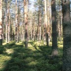 Suometsien jatkuvan hyvän kehityksen turvaamiseksi ja suopuustojen käytön lisäämiseksi Metlassa aloitettiin vuonna 1999 viisivuotinen tutkimusohjelma Suometsien ekologisesti ja taloudellisesti