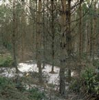 Vuonna 2002 käynnistetyn Puunkäytön mahdollisuudet ja puutuotteiden menekki tutkimusohjelman keskeiset teemat liittyvät kotimaisen puun menekin turvaamiseen, puunkäytön monipuolistamiseen ja