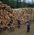 VUODEN VARRELTA Suhdannekatsauksen arviointi valmistui Metlan vuosittain julkaiseman Metsäsektorin suhdannekatsauksen arvionti valmistui kesäkuussa.