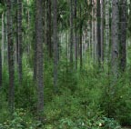 Metlan metsänuudistamistutkimus on viimeisten viiden vuoden aikana keskittynyt Etelä-Suomen metsien uudistamisen tutkimusohjelmaan.