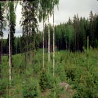 Metsänkasvatuksen vaihtoehdot ja niiden puuntuotannolliset seuraukset -tutkimusohjelmassa tuotetaan tietoa erilaisten metsänkasvatusmenetelmien vaikutuksista puuston rakenteeseen ja kehitykseen,