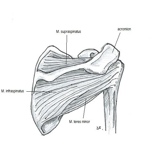 KUVIO 5. Rotator cuff -lihakset anteriorisesti ja posteriorisesti kuvattuna (mukaillen Gilroy ym. 2008, 273) Impingement-oireyhtymä syntyy, kun m. subscapulariksen jänne ja m.