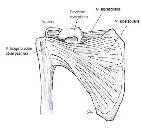 Ulkoisiin tekijöihin kuuluvat scapulaan ja humerukseen vaikuttavien lihasten voimaparien epätasapaino, scapulan asennon ja motorisen kontrollin muutokset, rotator cuff -lihasten voimaepätasapaino ja