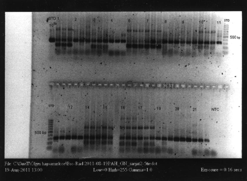 26 Kuva 11. Gram-negatiivisten bakteerien sulamiskäyräanalyysi sarjassa 6. Oikean tuotteen sulamislämpötila on 85 C:ssa. Epäspesifinen tuote näkyy noin 87 C:ssa.