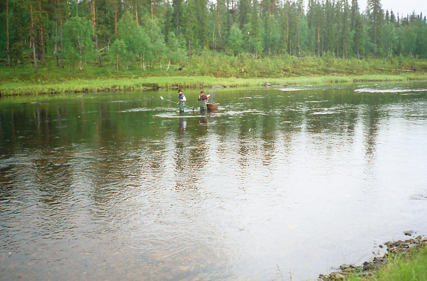 Kuva 40. Perattua Värriöjokea sähkökoekalastetaan vuonna 1994. Uoman pohja oli mukulakivikatumaista, paljasta kivikkoa. Lohikaloja ei koekalastuksessa tällä virta-alueella löydetty.