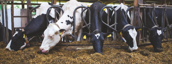 HELMI- KUUSSA HIVELIC KETOOSI PLUS Poikimisen jälkeen lehmän verensokeri saattaa laskea haitallisen alas. Tämä vähentää lehmän ruokahalua ja energiansaanti vähenee entisestään.