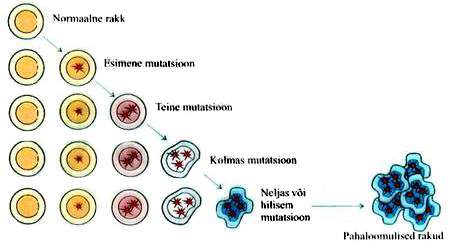 Joonis 1 Tööst põhjustatud vähkkasvaja areng Ohutegur normaalne rakk mutatsioon kliiniline vähkkasvaja vähkkasvaja metastaasid Töökeskkonnas esinevad kantserogeenid võivad organismi sattuda töötaja