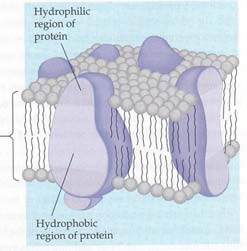 Nestemäinen mosaiikkimalli Kalvoproteiinit ajelehtivat Phospolipid bilayer Nykyisin hyväksytty, yksinkertaistettu malli Proteiinit hajaantuneet ja uponneina nestemäisessä tilassa olevaan