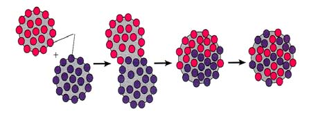 Hybrid cell produced by virus-induced fusion 3. Proteins begin to mix in a few minutes 4.