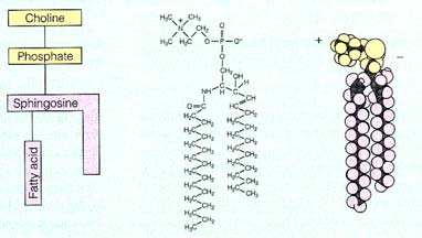 Phosphatidylglycerol Diphosphatidylglycerol (cadiolipin) Sphingomyelin (a sphingolipid)