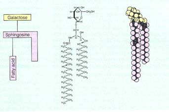 STEROLS Cholesterol (shown) Campesterol Sitosterol Stigmasterol Eläinsolun solukalvon