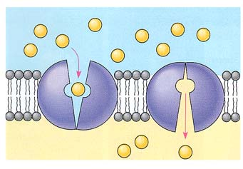 kuljetusmekanismit 2 Na + /K + ATPaasi OF Oligosaccharides