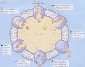 of cycle A conformational change following