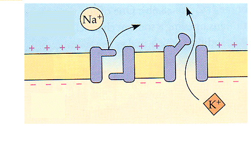 virtaa ulos depolarisaatio jatkuu potentiaali lepotasolle 70 mv Na- ja K-kanavat kiinni Potassium channel Activation