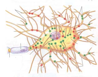 yleisin inhibitorinen neurotransmitteri γ aminovoihappo (GABA) neurotransmitterin vapautuminen on riippuvainen ainakin