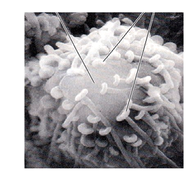 presynaptic neurons GABA or glycine Action potential Presynaptic cell Ca 2+ GABA or gylicine receptor Myelin sheath