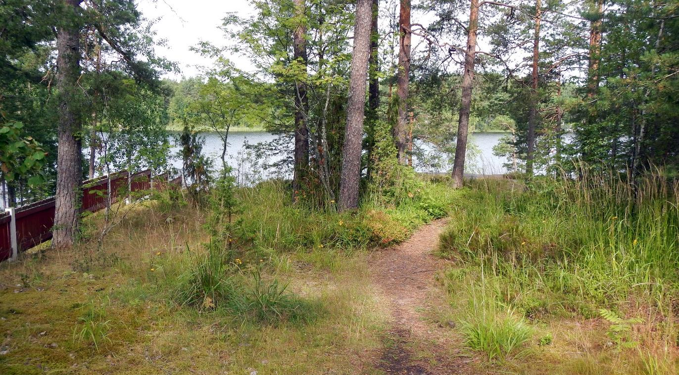 Aidatun piha-alueen pohjoispuolella on kapea kaistale karua kangasmetsää. Piha-alue jatkuu suunnittelualueen länsipuolella heinikoituneena lehtipuuvaltaisena sekametsänä aina rantaan asti.