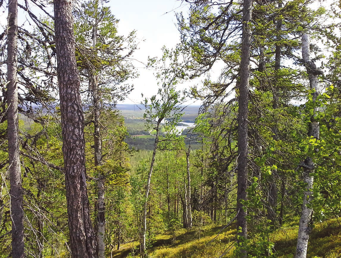 Metsänhoitoyhdistyksen jäsenyys Rovaniemellä Vuotuinen metsänhoitomaksu on nyt jäänyt historiaan ja tilalle on tullut metsänomistajan jäsenmaksu.