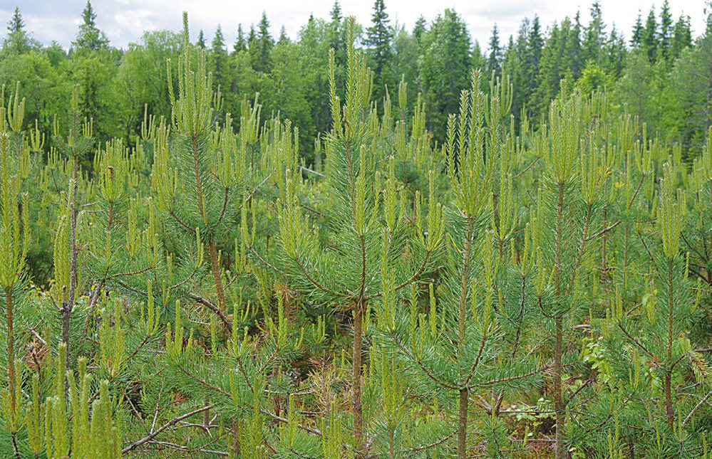 Metsäsuunnitelmien ja tila-arvioiden laadinta sekä suometsien kunnostus Tiedä metsäsi sisältö, arvo ja hoitotarpeet silloin me osaamme vastata haasteisiisi.