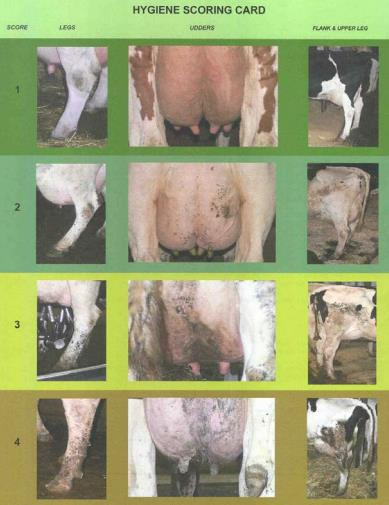 Kuvio 8. Lehmien puhtauden pisteytystaulukko (Cook & Reinemann 2005, viitattu 20.3.2015.) 5.1 Parret Navetassa lehmälle pitää olla makuuparsi, joissa lehmä voi levätä.