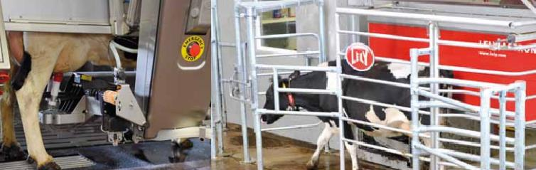 6 AUTOMAATTILYPSY Automaattilypsy on tuore toimintatapa tuottaa maitoa.