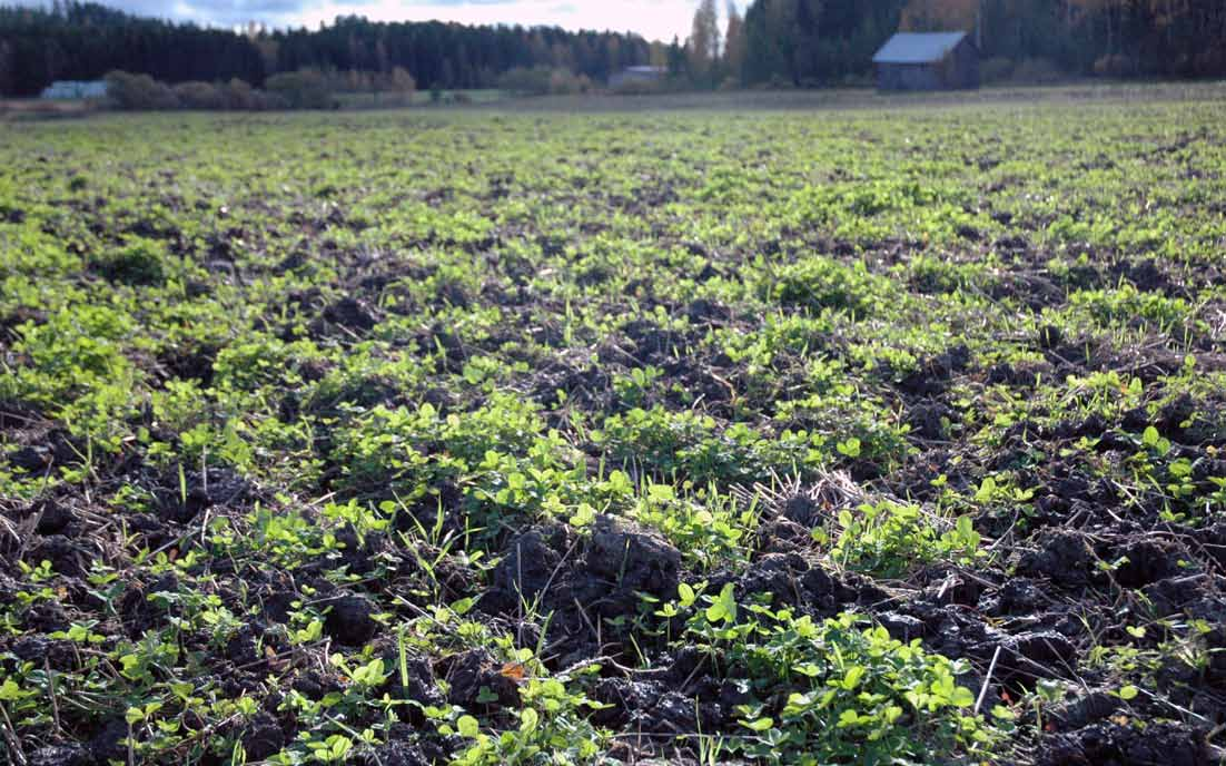 Jatkuvalla kasvipeitteisyydellä voidaan hallita ravinteita ja eroosiota etenkin kasvukauden ulkopuolella. Kuvassa kultivoitu aluskasvi-valkoapila lokakuun lopulla. Kuva: Tyynelän tila.