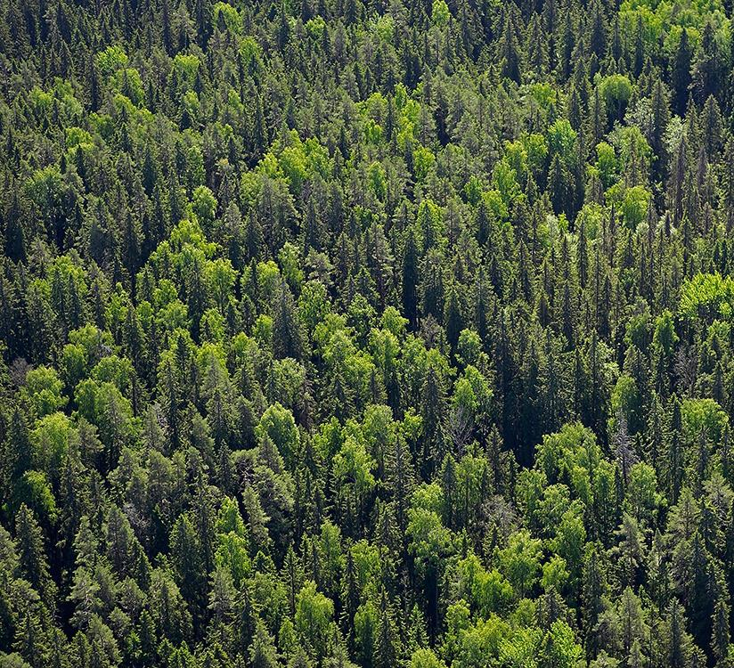 Keski-Suomen metsien tila ja hakkuumahdollisuudet Olli Salminen Luke