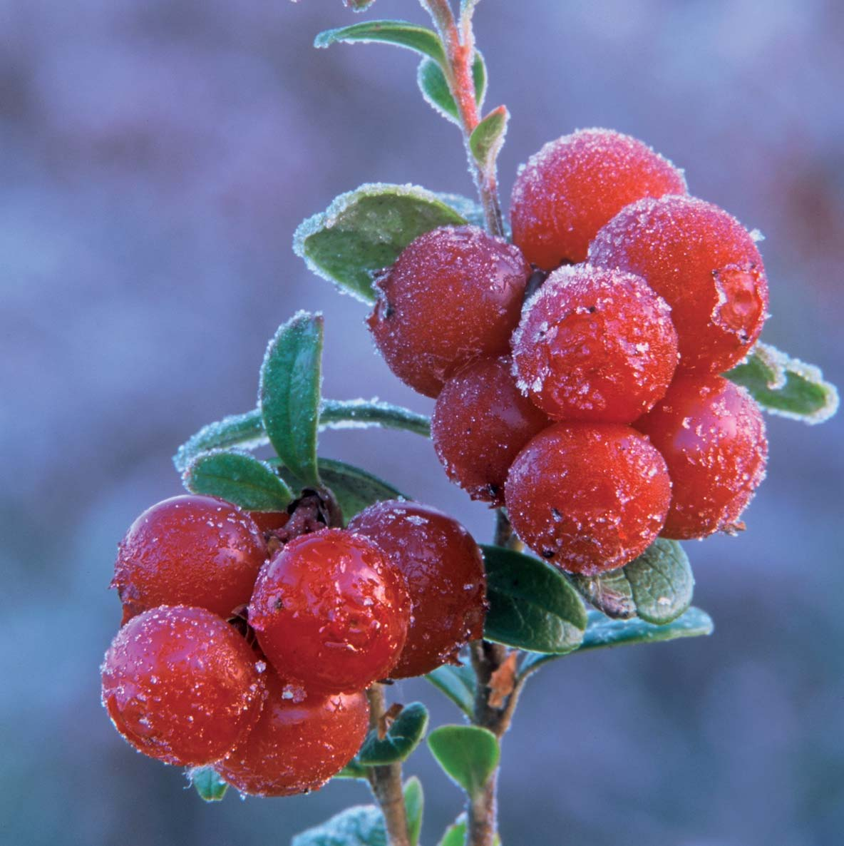 Luontaisten säilöntäaineiden ansiosta marja säilyy survoksena viileässä. Polyphenols found in lingonberries include lignans, proanthocyanidins and resveratrol.