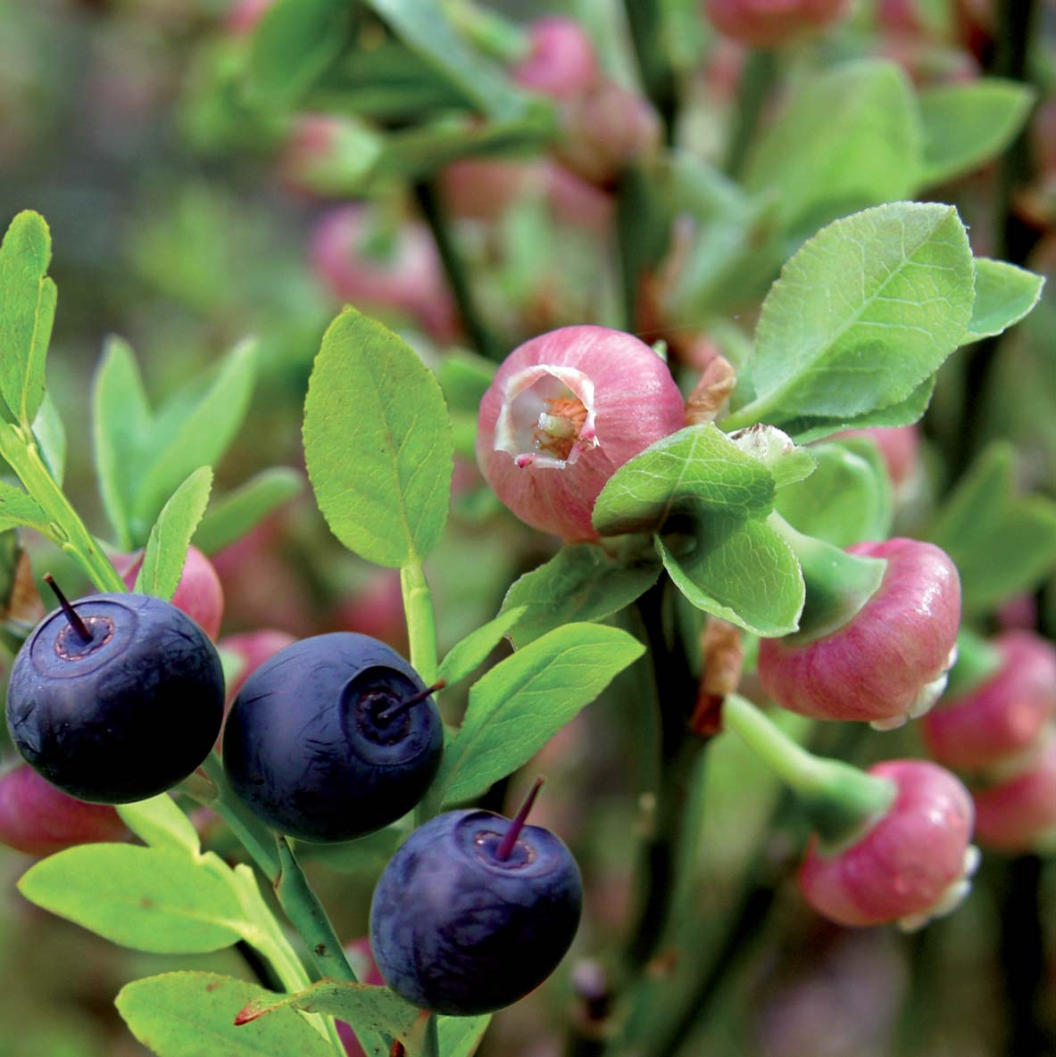 Mustikka Bilberry