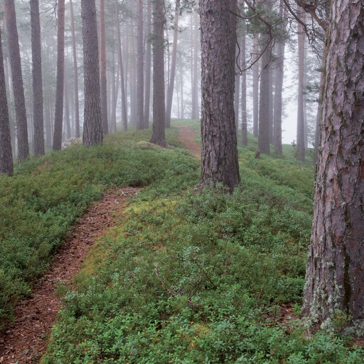 rentoudun The silence of the forest wraps the wanderer in her arms.