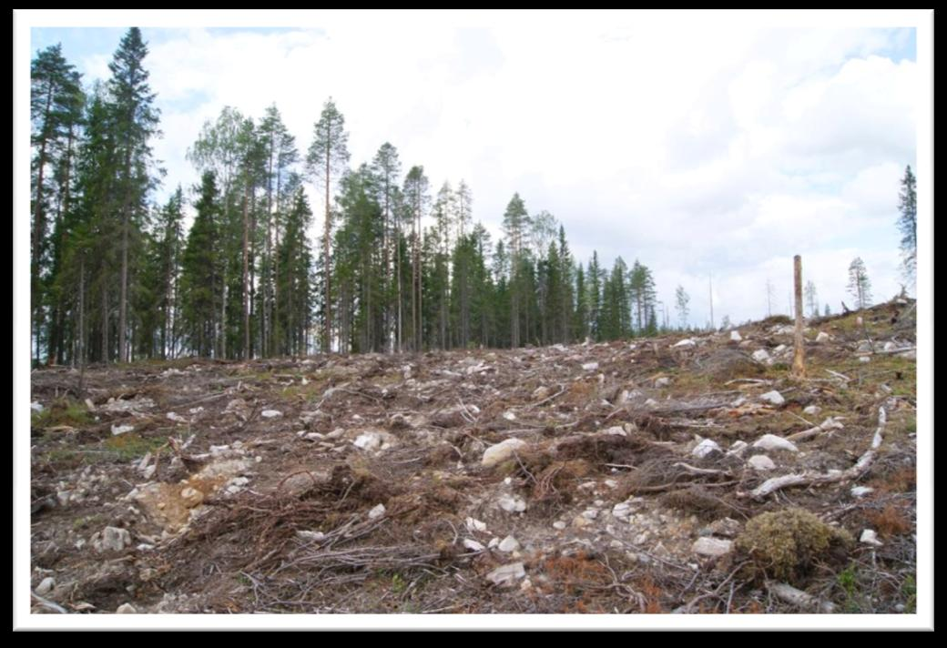 metsänhoitosuositusten mukaisesti